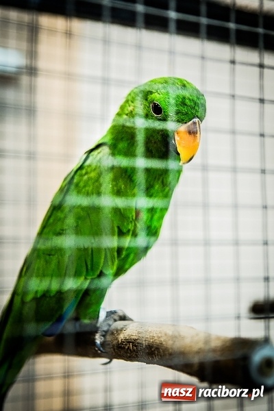 Zdjęcie w galerii na portalu naszraciborz.pl: Wystawa ptaków i gryzoni w Tworkowie wiadomości z regionu