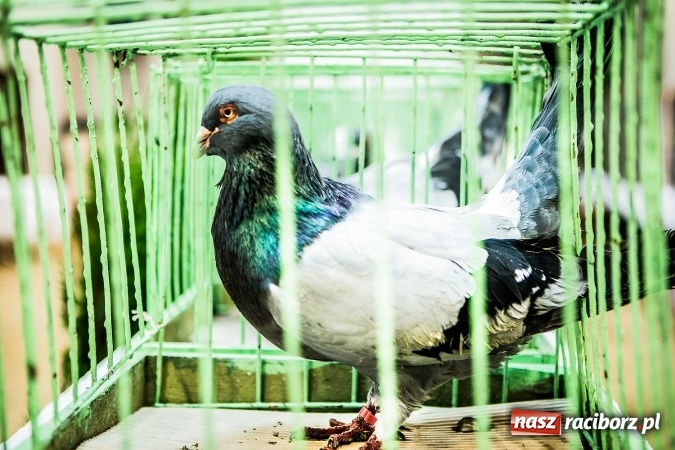 Zdjęcie w galerii na portalu naszraciborz.pl: Wystawa ptaków i gryzoni w Tworkowie wiadomości z regionu