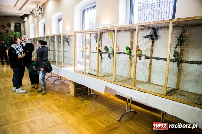 Zdjęcie w galerii na portalu naszraciborz.pl: Wystawa ptaków i gryzoni w Tworkowie wiadomości z regionu