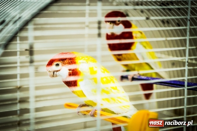 Zdjęcie w galerii na portalu naszraciborz.pl: Wystawa ptaków i gryzoni w Tworkowie wiadomości z regionu
