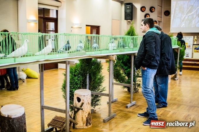 Zdjęcie w galerii na portalu naszraciborz.pl: Wystawa ptaków i gryzoni w Tworkowie wiadomości z regionu