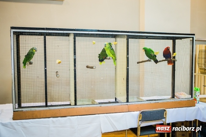 Zdjęcie w galerii na portalu naszraciborz.pl: Wystawa ptaków i gryzoni w Tworkowie wiadomości z regionu