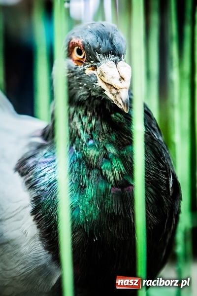 Zdjęcie w galerii na portalu naszraciborz.pl: Wystawa ptaków i gryzoni w Tworkowie wiadomości z regionu