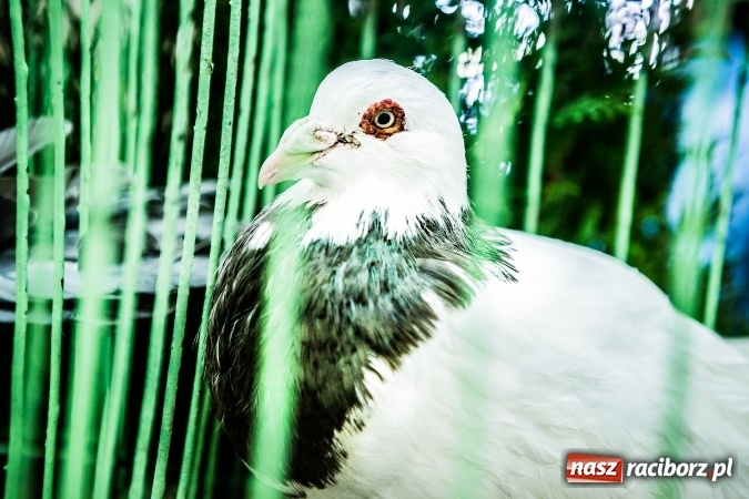 Zdjęcie w galerii na portalu naszraciborz.pl: Wystawa ptaków i gryzoni w Tworkowie wiadomości z regionu