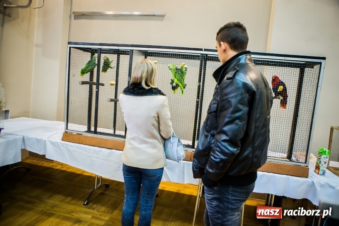 Zdjęcie w galerii na portalu naszraciborz.pl: Wystawa ptaków i gryzoni w Tworkowie wiadomości z regionu