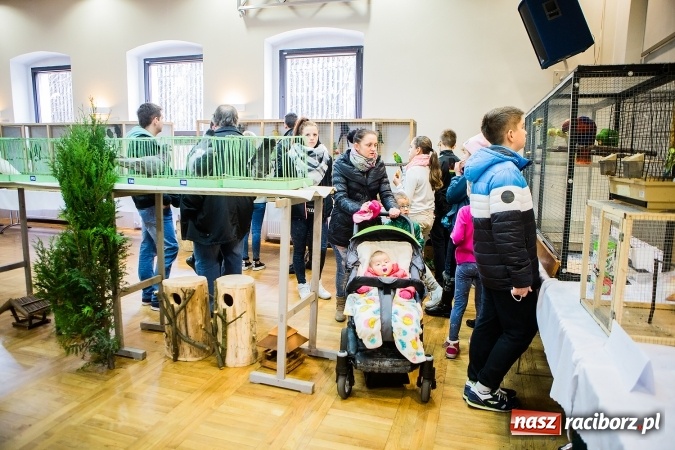 Zdjęcie w galerii na portalu naszraciborz.pl: Wystawa ptaków i gryzoni w Tworkowie wiadomości z regionu