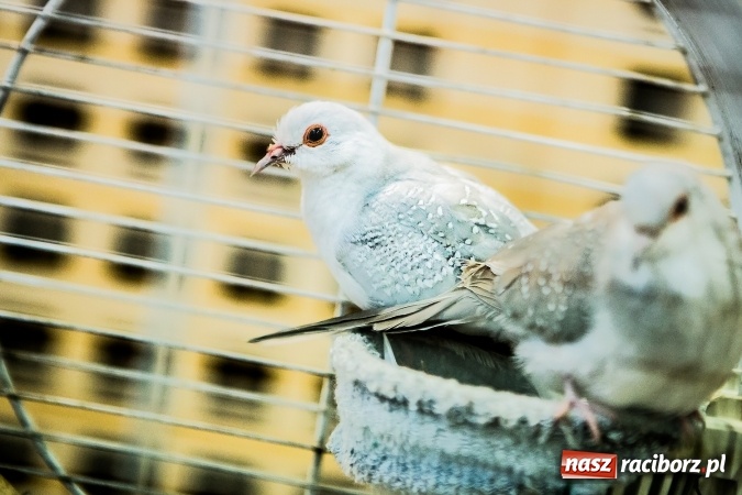 Zdjęcie w galerii na portalu naszraciborz.pl: Wystawa ptaków i gryzoni w Tworkowie wiadomości z regionu