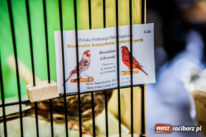 Zdjęcie w galerii na portalu naszraciborz.pl: Wystawa ptaków i gryzoni w Tworkowie wiadomości z regionu