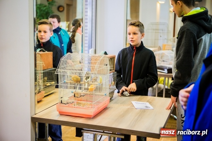Zdjęcie w galerii na portalu naszraciborz.pl: Wystawa ptaków i gryzoni w Tworkowie wiadomości z regionu