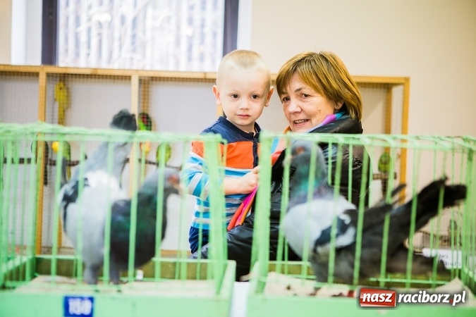 Zdjęcie w galerii na portalu naszraciborz.pl: Wystawa ptaków i gryzoni w Tworkowie wiadomości z regionu