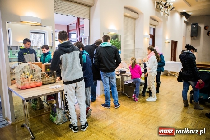 Zdjęcie w galerii na portalu naszraciborz.pl: Wystawa ptaków i gryzoni w Tworkowie wiadomości z regionu