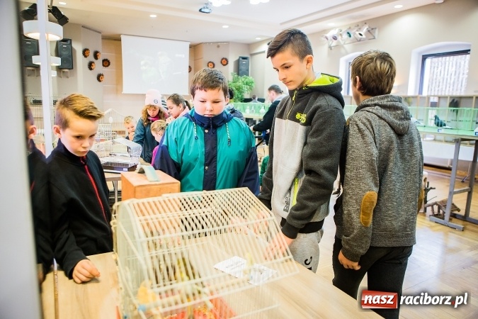 Zdjęcie w galerii na portalu naszraciborz.pl: Wystawa ptaków i gryzoni w Tworkowie wiadomości z regionu