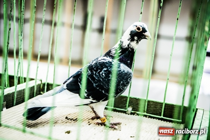 Zdjęcie w galerii na portalu naszraciborz.pl: Wystawa ptaków i gryzoni w Tworkowie wiadomości z regionu