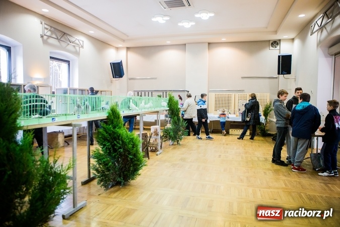 Zdjęcie w galerii na portalu naszraciborz.pl: Wystawa ptaków i gryzoni w Tworkowie wiadomości z regionu