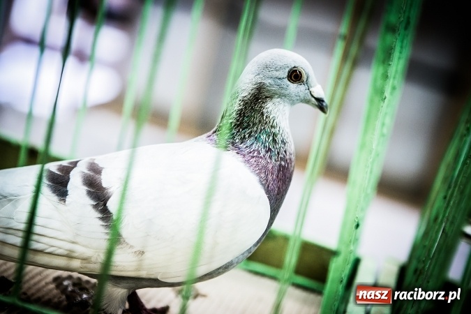 Zdjęcie w galerii na portalu naszraciborz.pl: Wystawa ptaków i gryzoni w Tworkowie wiadomości z regionu