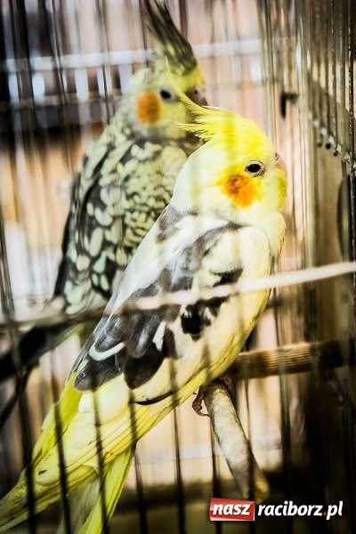 Zdjęcie w galerii na portalu naszraciborz.pl: Wystawa ptaków i gryzoni w Tworkowie wiadomości z regionu