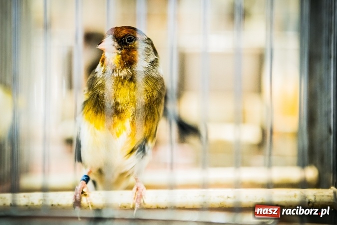 Zdjęcie w galerii na portalu naszraciborz.pl: Wystawa ptaków i gryzoni w Tworkowie wiadomości z regionu