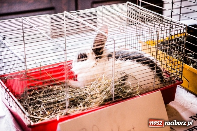 Zdjęcie w galerii na portalu naszraciborz.pl: Wystawa ptaków i gryzoni w Tworkowie wiadomości z regionu