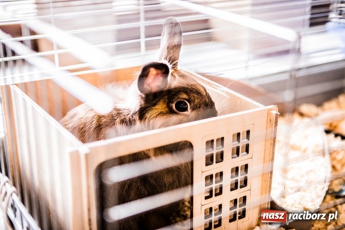 Zdjęcie w galerii na portalu naszraciborz.pl: Wystawa ptaków i gryzoni w Tworkowie wiadomości z regionu