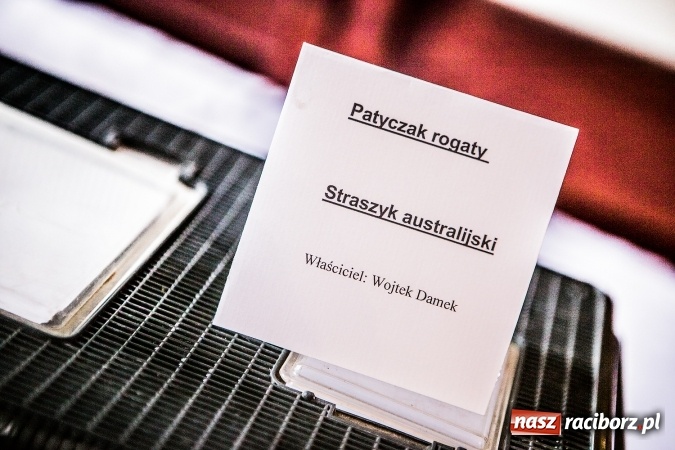 Zdjęcie w galerii na portalu naszraciborz.pl: Wystawa ptaków i gryzoni w Tworkowie wiadomości z regionu