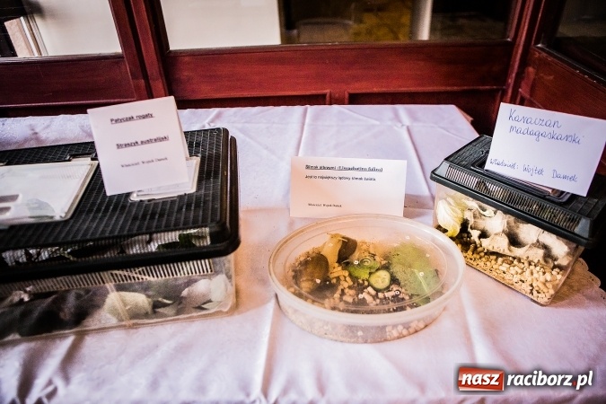 Zdjęcie w galerii na portalu naszraciborz.pl: Wystawa ptaków i gryzoni w Tworkowie wiadomości z regionu