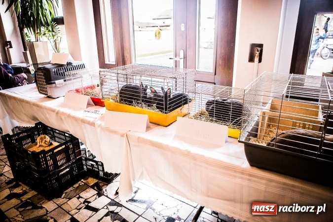 Zdjęcie w galerii na portalu naszraciborz.pl: Wystawa ptaków i gryzoni w Tworkowie wiadomości z regionu