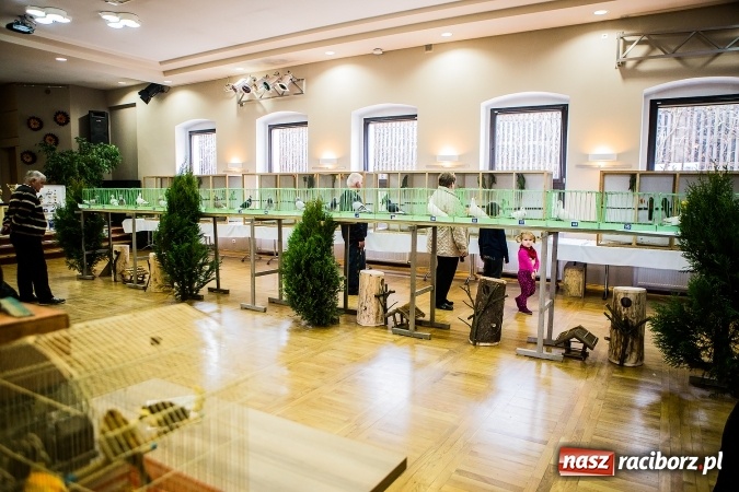 Zdjęcie w galerii na portalu naszraciborz.pl: Wystawa ptaków i gryzoni w Tworkowie wiadomości z regionu