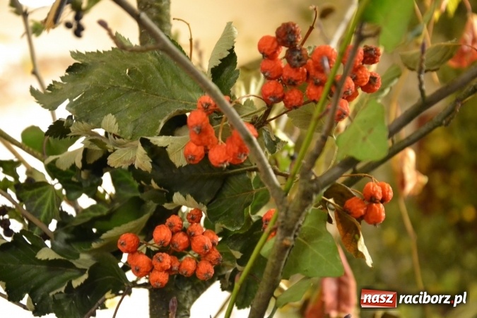 Zdjęcie w galerii na portalu naszraciborz.pl: Graj piękny Cyganie - program rozrywkowy na Zamku Piastowskim  wiadomości z regionu