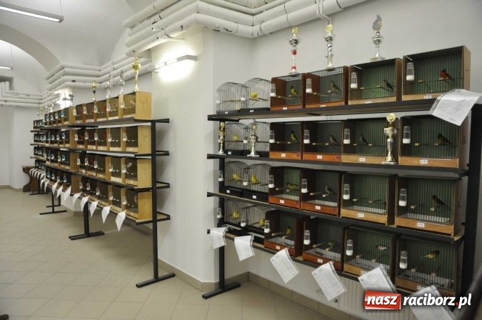 Zdjęcie w galerii na portalu naszraciborz.pl: W dawnym Labiryncie można oglądać kanarki i ptaki egzotyczne wiadomości z regionu