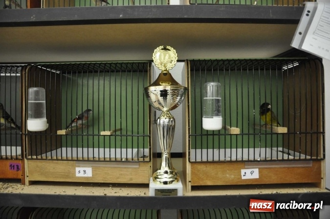 Zdjęcie w galerii na portalu naszraciborz.pl: W dawnym Labiryncie można oglądać kanarki i ptaki egzotyczne wiadomości z regionu