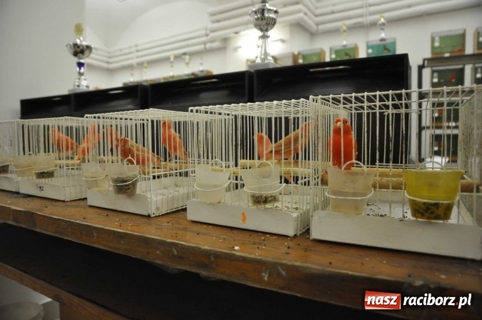 Zdjęcie w galerii na portalu naszraciborz.pl: W dawnym Labiryncie można oglądać kanarki i ptaki egzotyczne wiadomości z regionu