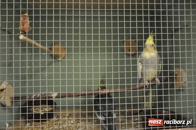 Zdjęcie w galerii na portalu naszraciborz.pl: W dawnym Labiryncie można oglądać kanarki i ptaki egzotyczne wiadomości z regionu