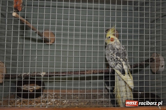 Zdjęcie w galerii na portalu naszraciborz.pl: W dawnym Labiryncie można oglądać kanarki i ptaki egzotyczne wiadomości z regionu