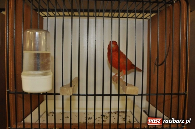 Zdjęcie w galerii na portalu naszraciborz.pl: W dawnym Labiryncie można oglądać kanarki i ptaki egzotyczne wiadomości z regionu