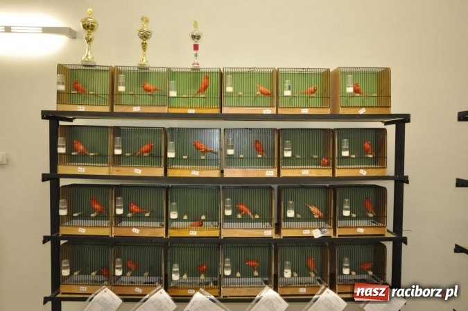 Zdjęcie w galerii na portalu naszraciborz.pl: W dawnym Labiryncie można oglądać kanarki i ptaki egzotyczne wiadomości z regionu