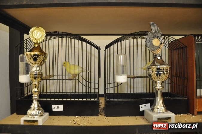 Zdjęcie w galerii na portalu naszraciborz.pl: W dawnym Labiryncie można oglądać kanarki i ptaki egzotyczne wiadomości z regionu