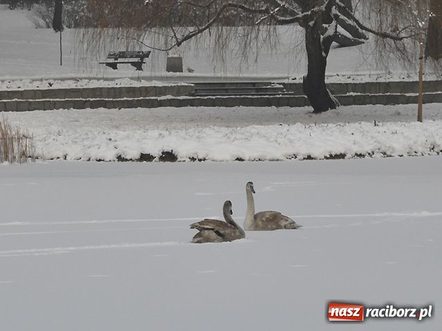 Zdjęcie w galerii na portalu naszraciborz.pl: Łabędzie mają się dobrze wiadomości z regionu