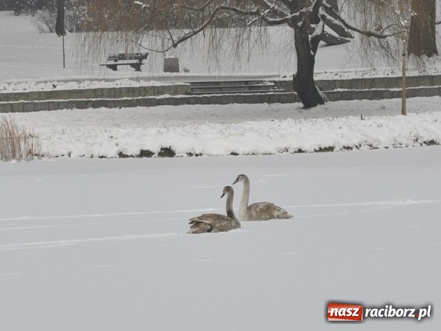 Zdjęcie w galerii na portalu naszraciborz.pl: Łabędzie mają się dobrze wiadomości z regionu