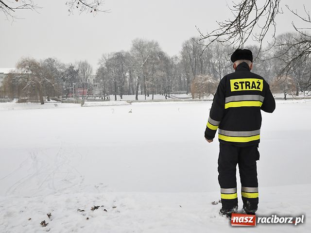 Zdjęcie w galerii na portalu naszraciborz.pl: Łabędzie mają się dobrze wiadomości z regionu