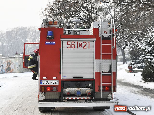 Zdjęcie w galerii na portalu naszraciborz.pl: Łabędzie mają się dobrze wiadomości z regionu