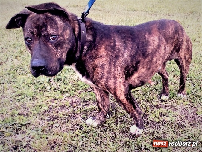 Zdjęcie w galerii na portalu naszraciborz.pl: Raciborskie schronisko dla zwierząt zaprasza do wirtualnej adopcji. Dowiedz się, na czym polega wiadomości z regionu