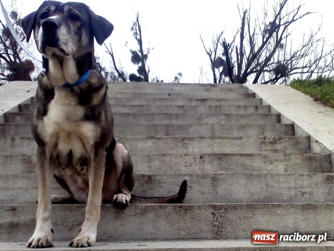 Zdjęcie w galerii na portalu naszraciborz.pl: Raciborskie schronisko dla zwierząt zaprasza do wirtualnej adopcji. Dowiedz się, na czym polega wiadomości z regionu