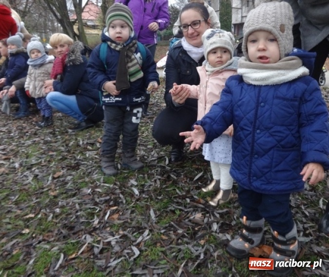 Zdjęcie w galerii na portalu naszraciborz.pl: Dokąd wybrały się Fikusie?  wiadomości z regionu