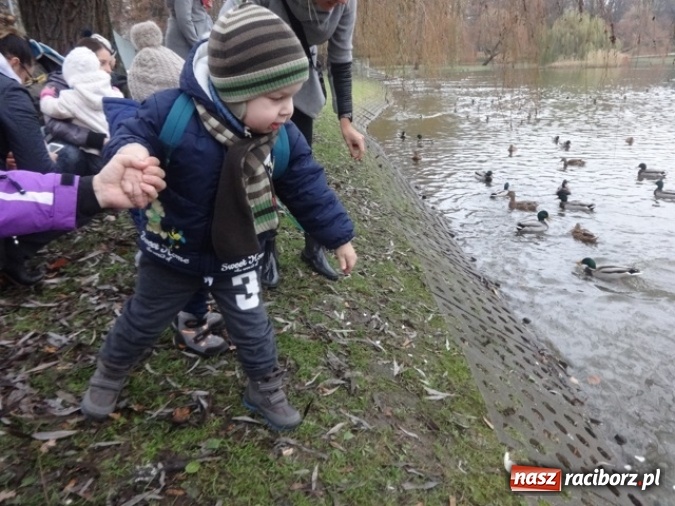 Zdjęcie w galerii na portalu naszraciborz.pl: Dokąd wybrały się Fikusie?  wiadomości z regionu