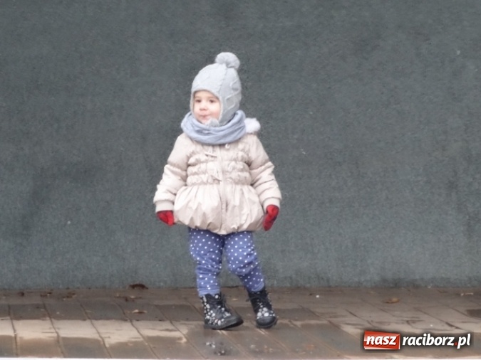 Zdjęcie w galerii na portalu naszraciborz.pl: Dokąd wybrały się Fikusie?  wiadomości z regionu