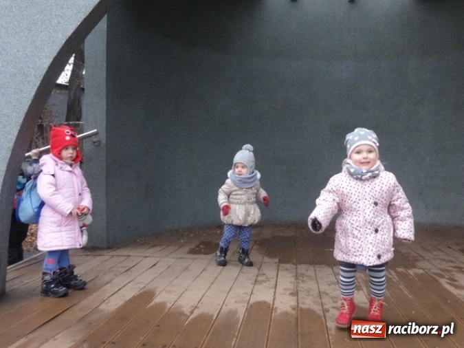 Zdjęcie w galerii na portalu naszraciborz.pl: Dokąd wybrały się Fikusie?  wiadomości z regionu