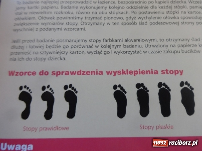 Zdjęcie w galerii na portalu naszraciborz.pl: Dokąd wybrały się Fikusie?  wiadomości z regionu