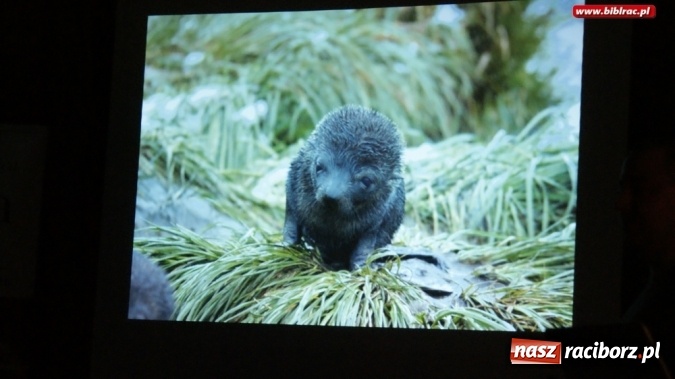 Zdjęcie w galerii na portalu naszraciborz.pl: Czochrałem Antarktycznego słonia – spotkanie z Mikołajem Golachowskim w bibliotece  wiadomości z regionu