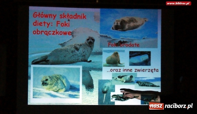 Zdjęcie w galerii na portalu naszraciborz.pl: Czochrałem Antarktycznego słonia – spotkanie z Mikołajem Golachowskim w bibliotece  wiadomości z regionu