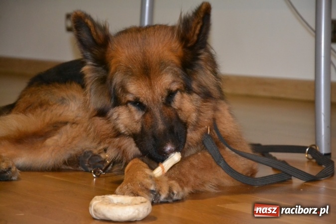 Zdjęcie w galerii na portalu naszraciborz.pl: Nowe zagrożenia, nowe wyzwania dla bezpieczeństwa – forum na Zamku Piastowskim za nami  wiadomości z regionu